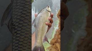 rui Machsubscribe fishing shortsviral views minivlog [upl. by Schrader731]