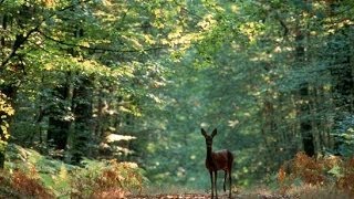 A la découverte de la Forêt  Documentaire francais sur la Nature [upl. by Attenna]