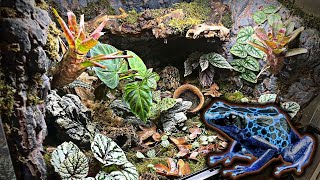 Poison Dart Frog Bioactive Vivarium Tutorial Azures Tinctorius [upl. by Gabriella]