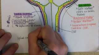 Meninges Part 3 [upl. by Ecinaej407]