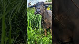 Why Do Buffaloes Suddenly Stop Eating Grass unknownfact5 shorts viral trending [upl. by Henry]