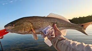 First Light Topwater Bite BIG REDS [upl. by Oremor]