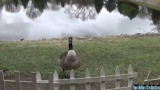 angry CANADA GOOSE HISSES at me [upl. by Aloise]