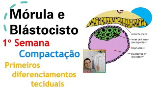 Mórula e Blastocisto Aula 13  Curso de Embriologia  Medicina passo a passo [upl. by Caria]