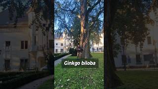 Ginkgo biloba din Parcul Carei [upl. by Yelnoc]