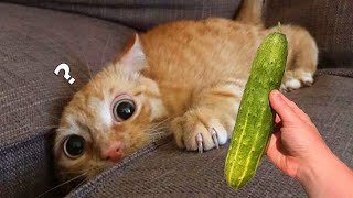 Funniest Cats And Dogs Videos 😁  Best Funny Animal Videos 2024🥰 [upl. by Hanahs]