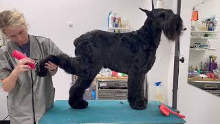 Full Groom Pet Trim Giant Schnauzer [upl. by Ferde923]