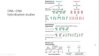 Unraveling the Secrets of DNA DNA Hybridization Studies [upl. by Ameline]