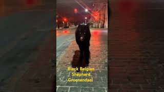 Black Belgian Shepherd Groenendael ❤️ fypシ゚viral facts animals cute [upl. by Nuzzi]