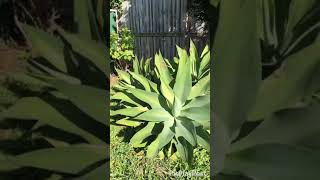 Agave attenuata 翠綠龍舌蘭 [upl. by Helenka586]