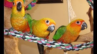 Jenday Conure Babies [upl. by Zulaledairam]