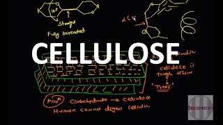 19 Cellulose Polysaccharide [upl. by Llenra]