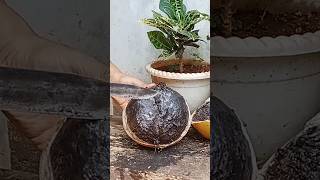 Calabash cutting knife and slice calabash coconut coconutmilkcuttingskillsskillsfruitcalabash [upl. by Goar272]