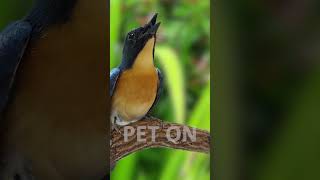 Tickells blue flycatcher Singing E13 birdsinging flycatchers tledekangunung [upl. by Nelsen]