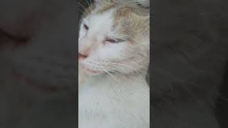 mew  cat video [upl. by Saxen]