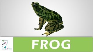 Amazing Explanation Of Frog [upl. by Tris]