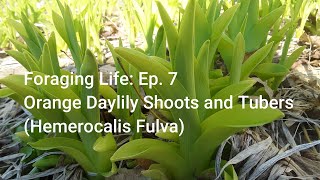 Foraging Life Episode 7 Orange Daylily Tubers and Shoots [upl. by Baum]