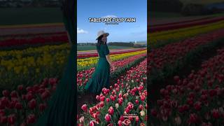 Table Cape Tulip Farm travel travelnurse travelrn tasmania australia tablecapetulipfarm [upl. by Ninaj]