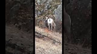 Fighting Bighorn Sheep hunting [upl. by Cuttler]