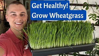 Grow WHEATGRASS Juice at Home in 8 Days  Incredible Health Benefits  Fast amp Cheap [upl. by Crin]