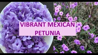 How to grow and care Mexican Petunia  How to grow beautiful Ruellia  All about Mexican Petunia [upl. by Agamemnon]