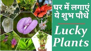 घर में लगाएं ये शुभ पौधे  Top Good luck plant Lucky plant for home garden [upl. by Ahsemot]