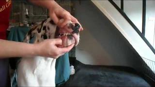 Training a dog to show its bite teeth [upl. by Yttel]