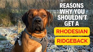 Why you shouldnt get a Rhodesian Ridgeback [upl. by Japeth462]