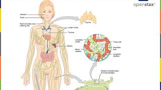 Immunology Part 1 [upl. by Veleda931]