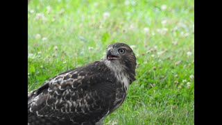 Juvenile Red Tail Hawk with Squirrel Breakfast [upl. by Aseuqram]