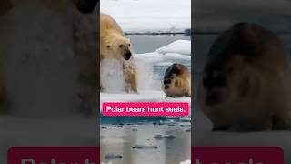 Polar bears hunt seals [upl. by Junji]