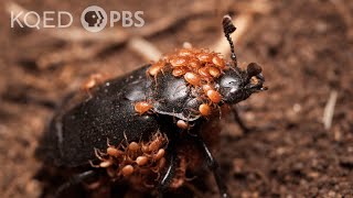 This Mitey Beetle Buries the Dead to Start a Family  Deep Look [upl. by Nothsa401]