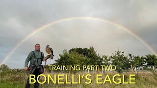 FALCONRY BONELLI’S EAGLES amp Gyr falcon training part two [upl. by Nam]