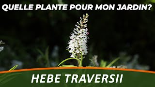 LA VÉRONIQUE ARBUSTIVE ou LHEBE TRAVERSII  Quelle Plante Pour Mon Jardin [upl. by Messab]