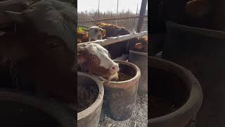 Put the fodder in a large water vat to feed the cattles [upl. by Ateloj]