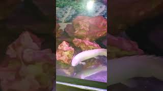 Bichir fish aquarium fish [upl. by Weisler]