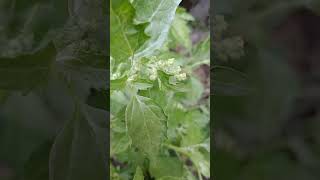 Quelite Chenopodium album plantamedicinal antiulcerosa antiinflamatoria quelites [upl. by Moselle]