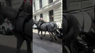 A moment in Vienna ein moment in wien Video 2 9 2024 12 25 30 PM [upl. by Aoket]