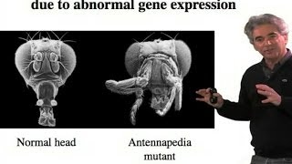 Homeotic Transformation  Michael Levine UC Berkeley [upl. by Anallese]