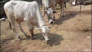 ongolecow cowvideos originalsound beautifulanimal cow cowvideos beautifulcow cowcow [upl. by Lenad622]