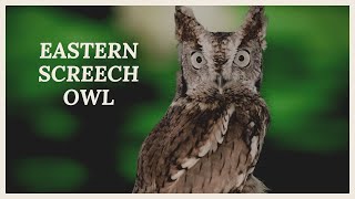 Eastern screech owl call What does eastern screech owl sound like [upl. by Akli]