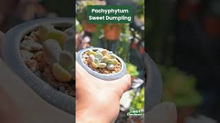 Pachyphytum Sweet Dumpling [upl. by Cappello]