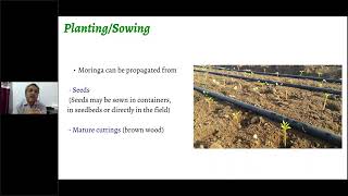 Moringa leaf cultivation amp marketing  By Mohit Kumar [upl. by Auburta]