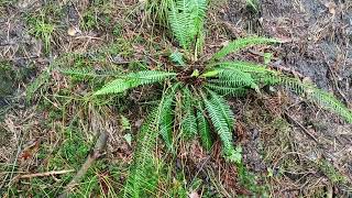 Blechnum spicant  hardfern žebrovice různolistá  230830 [upl. by Flam]