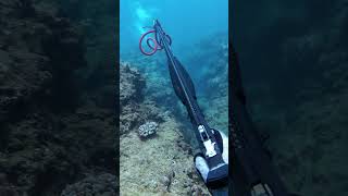 Spearfishing Omilu in Hawaii for Homemade Poke [upl. by Breena]