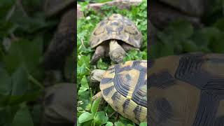 Tortoise ASMR [upl. by Stochmal]