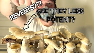 What is a mushroom quot REVERT quot  What you should know [upl. by Gayelord]