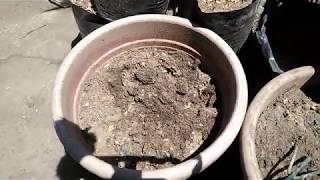 Soil Solarization  Mabisang Paraan para Puksain ang Peste sa Lupa [upl. by Kwapong]