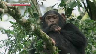 chimps documentary [upl. by Viccora236]