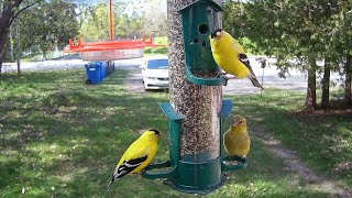 Backyard Birds on Finch Feeder  Campark TC02 Trail Camera with Macro Filter [upl. by Ettezil995]